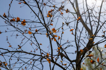 spring park with birch trees with the first red foliage