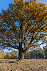 an old huge oak with orange autumn foliage