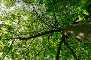 oak with green foliage in the spring season