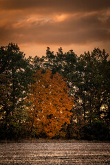 Red sun sunset . Forest over the beautiful sunset . Red sun . Raod in the forest . Autumn landscape 