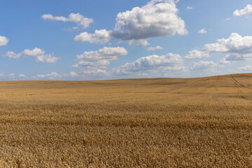 a field with golden spikelets of ripe wheat in the summer