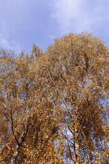 yellowing birch foliage in early autumn