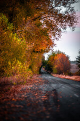 Dream road in  the autumn colors . Raod over the forest. Red and yellow colors . Sunset over the road. Hole on the middle part of the road 