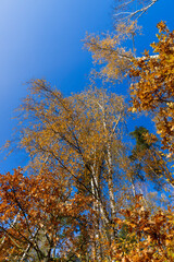 yellowed foliage on birch trees in the autumn season