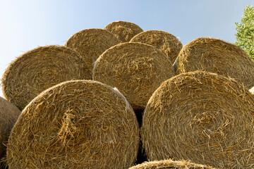 wheat straw collected in stacks after grain harvest