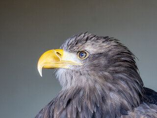 White tailed eagle 