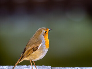 robin on a branch