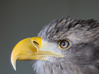 White tailed eagle
