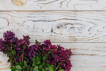Purple corydalis flowers on white wooden background