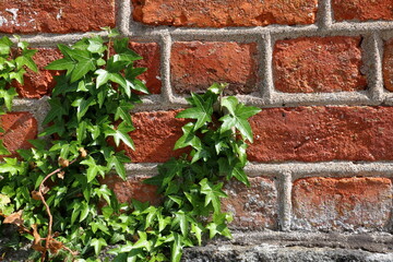Green climbing vine. Against a old brick wall.