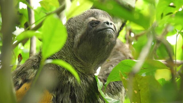 A wild Sloth feeds in the trees of the Amazon jungle. Closeup 4K portrait shot.