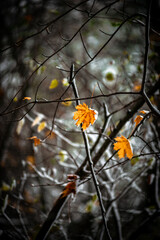 Snow in the forest . Raod to the forest . Snowy weather . Trees in snow . Leafs with snow . Road covered by snow 
