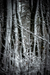 Snow in the forest . Raod to the forest . Snowy weather . Trees in snow . Leafs with snow . Road covered by snow 