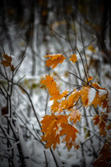 Winter in the village and in the forest . Road to the village . Trees covered snow . Blue and withe colors . Leafs in snow 