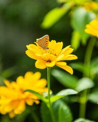 motyl na kwiatku  © Łukasz