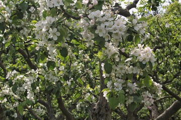 Close-up of cherry blossom in full bloom. Spring cherry flowers. Flowering cherry tree branch with variety pink blooms in garden. Japanese sakura. Springtime. Spring fruit trees. Delicate white flower