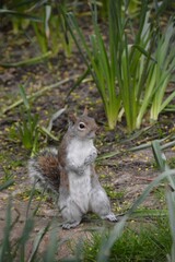 Naklejka na ściany i meble Squirell on two feets squirel standing up nature image naturephothograph 