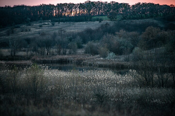 Autumn forest . View from the top . Yellow and grey trees in the forest . Landscape with forest . Sunset ofer the hills . Beautiful forest landscapes  