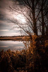 Night landscape . Yellow woods and trees . Autumn colors . Forest on the night time . Mystery lake and mystery forest 