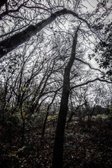 Night landscape . Yellow woods and trees . Autumn colors . Forest on the night time . Mystery lake and mystery forest 