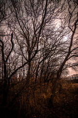 Night landscape . Yellow woods and trees . Autumn colors . Forest on the night time . Mystery lake and mystery forest