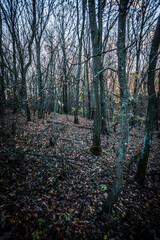 Obraz premium Night landscape . Yellow woods and trees . Autumn colors . Forest on the night time . Mystery lake and mystery forest 