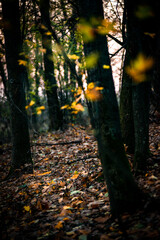 Obraz premium Yellow leafs in the autumn forest. Yellow colors. Forest at evening . Yellow trees . 