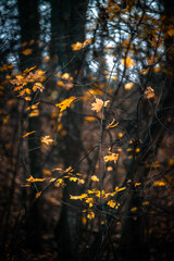 Yellow leafs in the autumn forest. Yellow colors. Forest at evening . Yellow trees . 