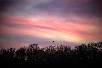 Mystery autumn forest . Forest in Yellow and red colors . Wodden forest . Sun over the forest . Daylight landscape 