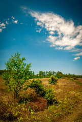 Photography in the forest . Other type of photographe . Landscapes . Summer landscapes 