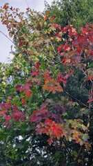 Autumnal Leaves