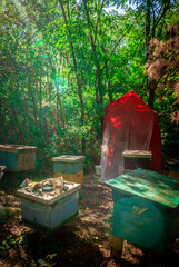 Bee evidence in the forest. Green forest and bees 