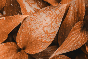 Hosta leaves with drops after rain toned in peach fuzz color. Closeup shot of water droplets on...