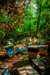 Bee evidence in the forest. Green forest and bees 