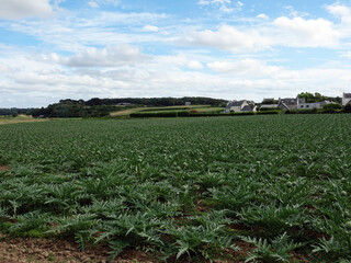 Plantation d'Artichauts à Sibiril