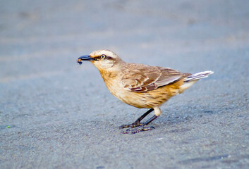 Sparrow feeding in the middle of a street