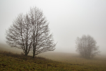 Trees in a meadow during a foggy winter day without snow.