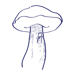 Hand drawn  Vector sketch. illustrahion mushroom