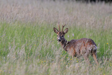 Naklejka na ściany i meble Roe deer in a meadow in May, losing winter fur.