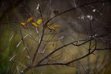 Autumn leaves in the forest, La Pampa Province, Patagonia, Argentina.