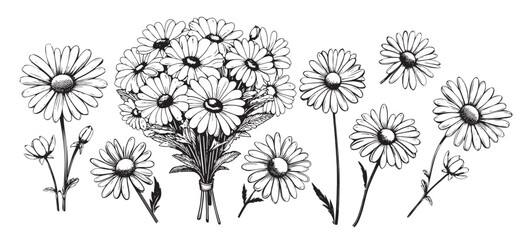 Chamomile hand drawn black paint vector set. Ink drawing flowers and leaves, monochrome artistic botanical illustration. - obrazy, fototapety, plakaty