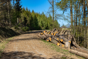 Wooden logs lying along the forest road.