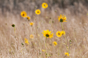 Fototapeta premium Wild flowers in semi desertic environment, Calden forest, La Pampa Argentina