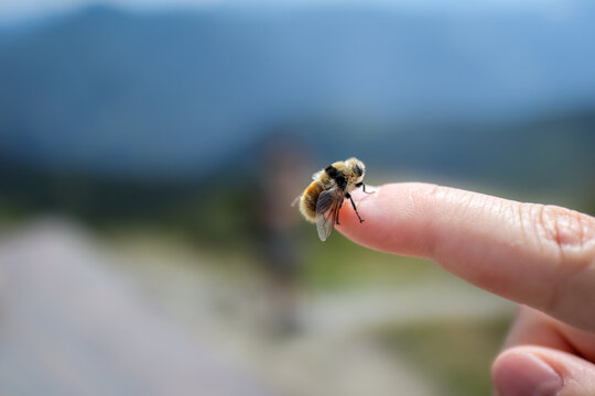 Deer Botfly on Human Finger. Shallow Depth of Field and Small Insect.