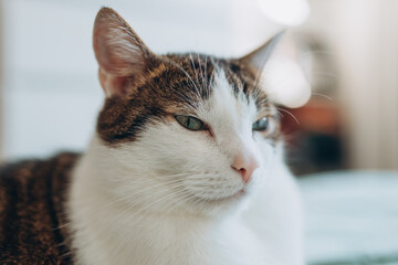 Beautiful domestic cat with green eyes and pink nose. White with gray pat lies in bed at home,...
