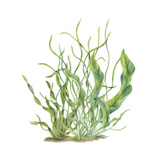 Aquarium green plants. Botanical composition with Sea grass, kelps. Algae, seaweeds. Underwater herbs. Watercolor illustration. For postcard design, print, card or book or logo