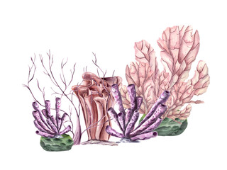 Coral forest. Polyps. Set of corals of various types and shapes. Lagoon underwater world. Marine fauna. Watercolor illustration . For design aquarium shops, print, card, book, logo