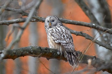 Ural owl in natural habitat (Strix uralensis)