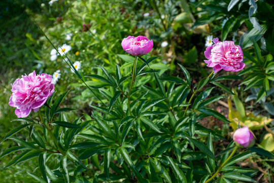 Pink peony bush, selective focus. Background from dark bordo peonies and green leaves for publication, poster, calendar, post, screensaver, wallpaper, postcard, banner, cover. High quality photo