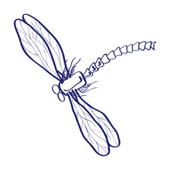 Hand drawn  Vector sketch. illustrahion dragonfly, insect